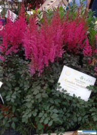 Astilbe Chocolate Cherry z grupy Mighty - najlepsza, zdaniem jury, nowość_Plantarium 2016