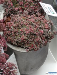 Sedum X Orostachys 'Blue Elf'SPARKLER_Plantarium 2016