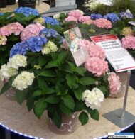 Hydrangea macrophylla Three Sisters - koncepcja marketingowa wyróżniona przez dziennikarzy_Plantarium 2016