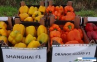 papryka Shanghai F1 i Orange Glory F1