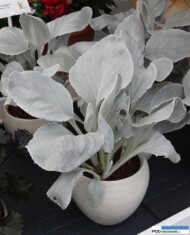 Senecio candicans Angel Wings_Plantarium 2016