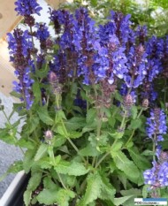 Salvia nemorosa Blue Marvel_Plantarium 2016