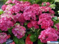 Hydrangea macrophylla_Curly Sparkle Red_Plantarium 2016