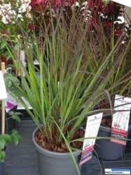 Andropogon gerardii 'Red October'_Plantarium 2016