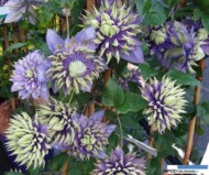 Clematis 'Taiga' - nagrodzony przez dziennikarzy_Plantarium 2016