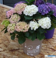 Hydrangea macrophylla_Three Sisters_Plantarium 2016