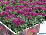 Monarda_Balmy Purple_Plantarium 2016