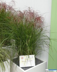 Miscanthus Red Cloud_Plantarium 2016