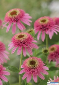 Echinacea Butterfly Kisses