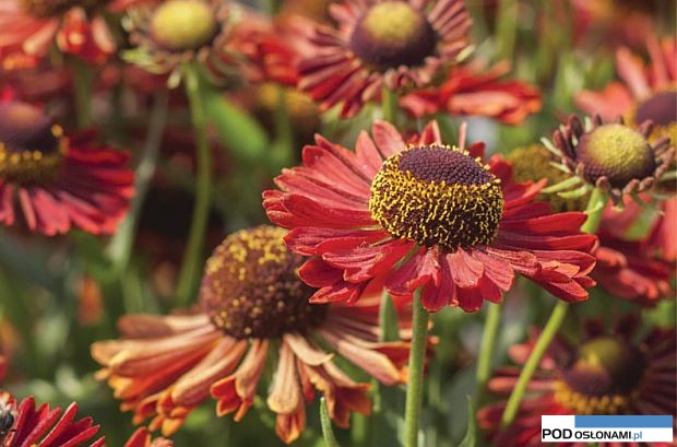 Helenium Ranchera