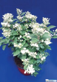 Hydrangea paniculata Polestar