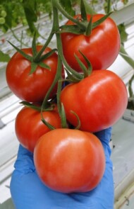 pomidor gronowy Merlice F1