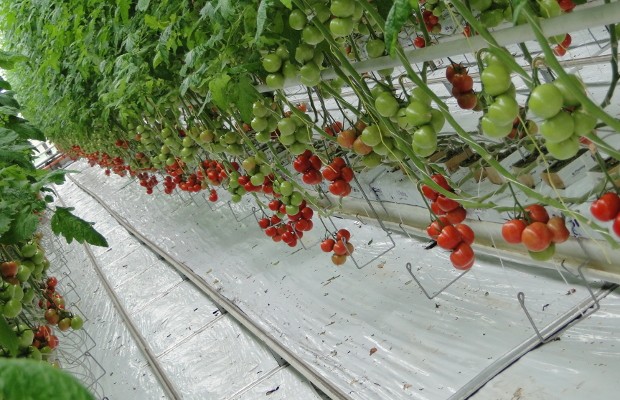 pomidor gronowy Merlice