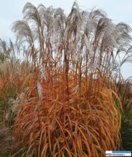 Miskant chiński (Miscanthus sinensis) Memory
