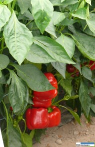Muriel F1 papryka czerwona
