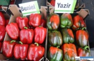 Beniel, Yazir papryka