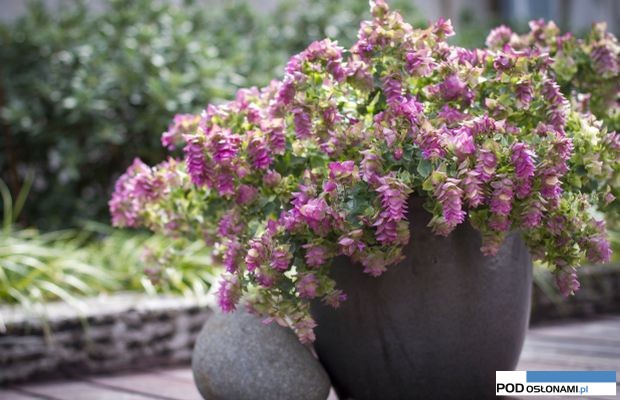 Origanum rotundifolium 'Bellissimo'