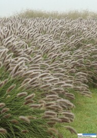 Pennisetum alopecuroides Lady U