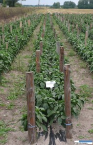 Rodrigo F1 duża papryka