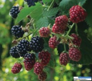 Rubus fruitcosus Black Cascade