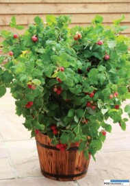 Rubus ideaus RUBY BEAUTY