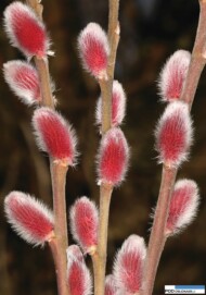 Salix gracilistyla Mt Aso
