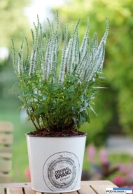 Veronica Snow Candles