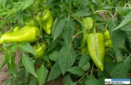 Papryka Ariadni F1