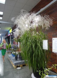 Miscanthus sinesis ‘Memory' - bylina wyrózniona złotym medalem w Konkursie Roślin NOWOŚCI wystawy "ZIeleń to Życie 2016"