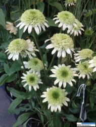Echinacea 'Honeydew' (szkółka Dąbrowscy)_ZIelen to Zycie 2016