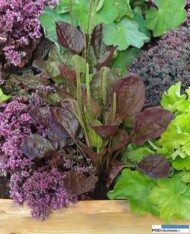 Plantago major 'Atropurpurea' - ozdobna odmiana babki zwyczajnej ze stoiska szkółki bylin pp. Dąbrowskich_Zielen to Zycie 2016