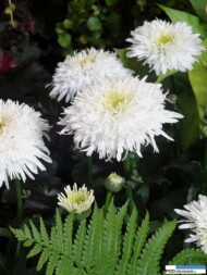 Leucanthemum maximum_FionaCoghill_Zielen to Zycie 2016