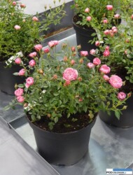 Rosa BLUSH PIXIE_Zielen to Zycie 2016