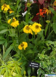 Helenium El Dorado_Zielen to Zycie 2016