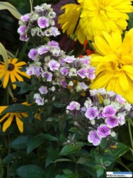 Phlox paniculata Aureole_Zielen to Zycie 2016