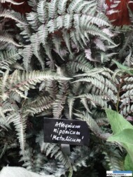 Athyrium niponicum 'Metalicum'_Szmit_Zielen to Zycie 2016
