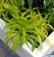 Solidago 'Hiddigeigei' - karłowa, żółtolistna nawłoć_Szmit_Zielen to Życie 2016