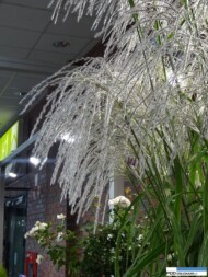 Miscanthus sinesis ‘Memory'_zloty medal_Zielen to ZYcie 2016