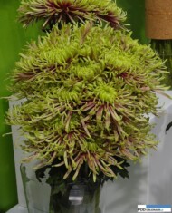 chryzantema_baltazar-deliflor_FlowersExpo Moskwa 2016