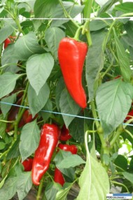 Papryka Kaptur F1