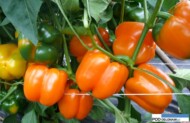 papryka Orange Glory