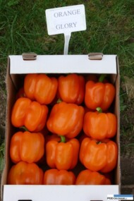 papryka Orange Glory