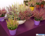 Calluna_mix Beauty Ladies_ Zielen to Zycie 2016