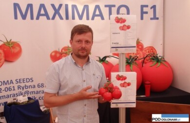pomidor Maximato F1