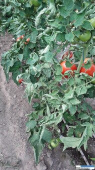 fitotoksyczne działanie obornika na pomidory, herbicydy w słomie