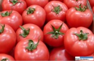 pomidor Rapanui F1