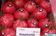 pomidor Rosmunda F1