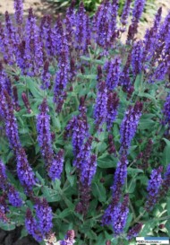 Salvia nemorosa Deep Blue Field, fot. Vitroflora