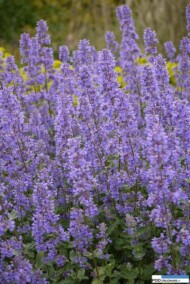 Nepeta grandiflora ‘Summer Magic fot. ISU