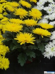 chryzantemy_mingus-yellow